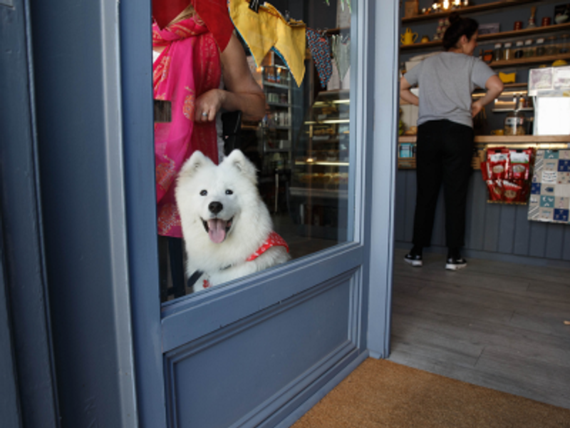 Samoyed husky dog looks out the window of a cafe